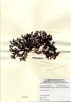 藏品(硬盾果藻)的圖片